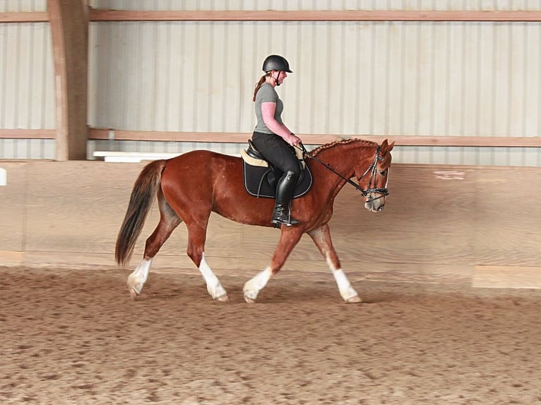 Galés-D Caballo castrado 4 años 150 cm Alazán in Henstedt-Ulzburg
