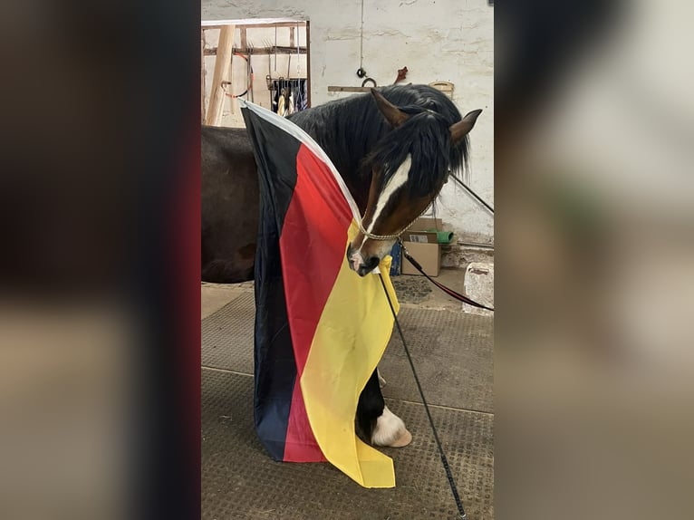 Galés-D Caballo castrado 4 años 150 cm Castaño in Gleichen