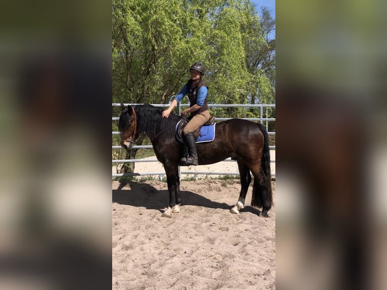 Galés-D Caballo castrado 4 años 150 cm Castaño in Gleichen