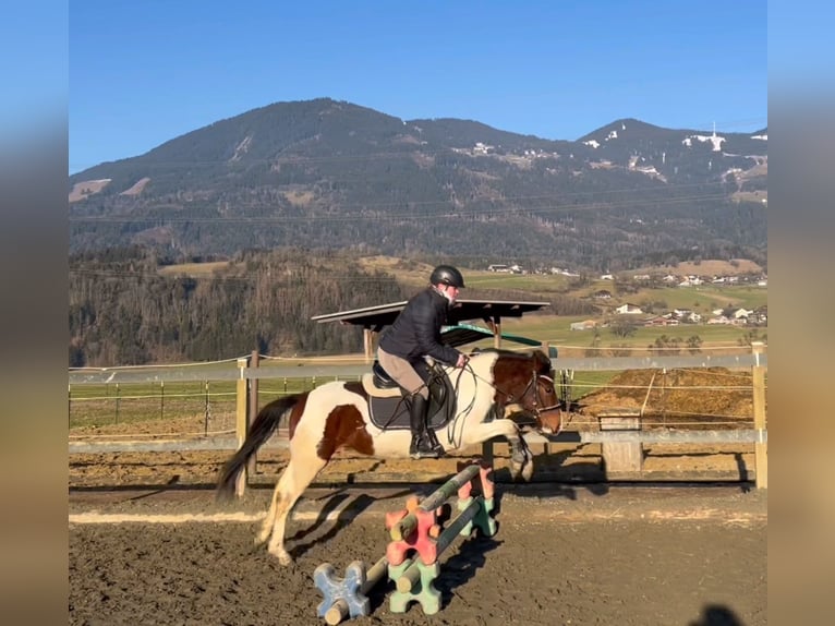 Galés-D Caballo castrado 5 años 138 cm Pío in Schlins