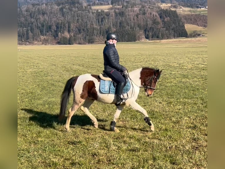 Galés-D Caballo castrado 5 años 138 cm Pío in Schlins