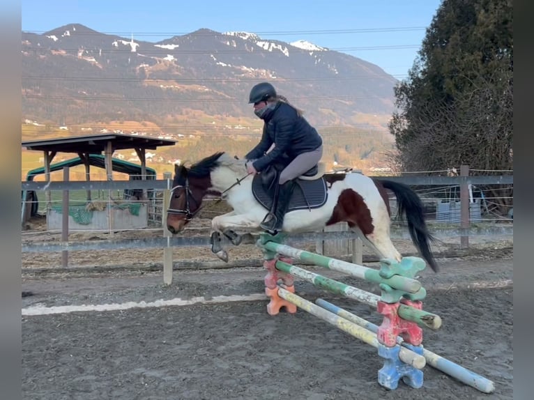 Galés-D Caballo castrado 5 años 138 cm Pío in Schlins