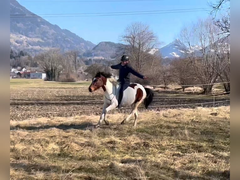 Galés-D Caballo castrado 5 años 138 cm Pío in Schlins