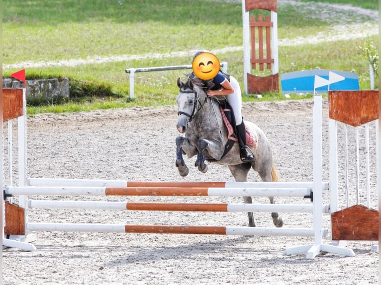 Galés-D Caballo castrado 5 años 144 cm Tordo in Wągrowiec