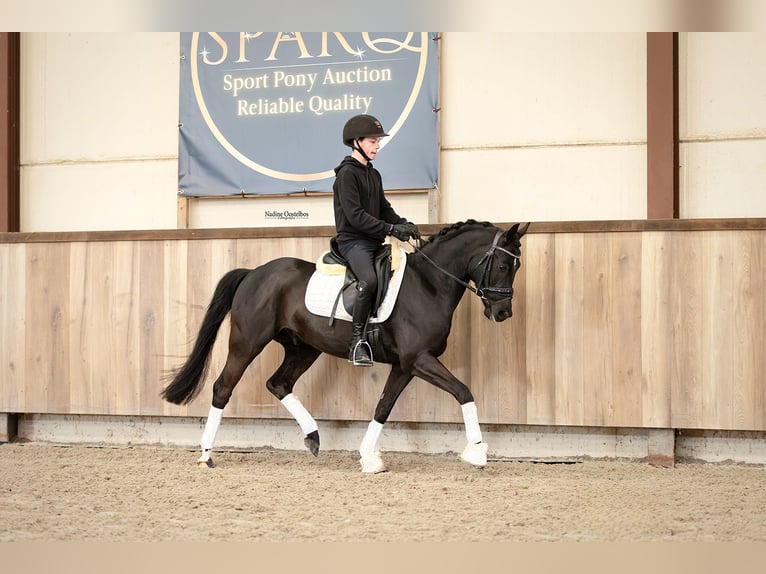 Galés-D Caballo castrado 5 años 145 cm Negro in Oost West en Middelbeers