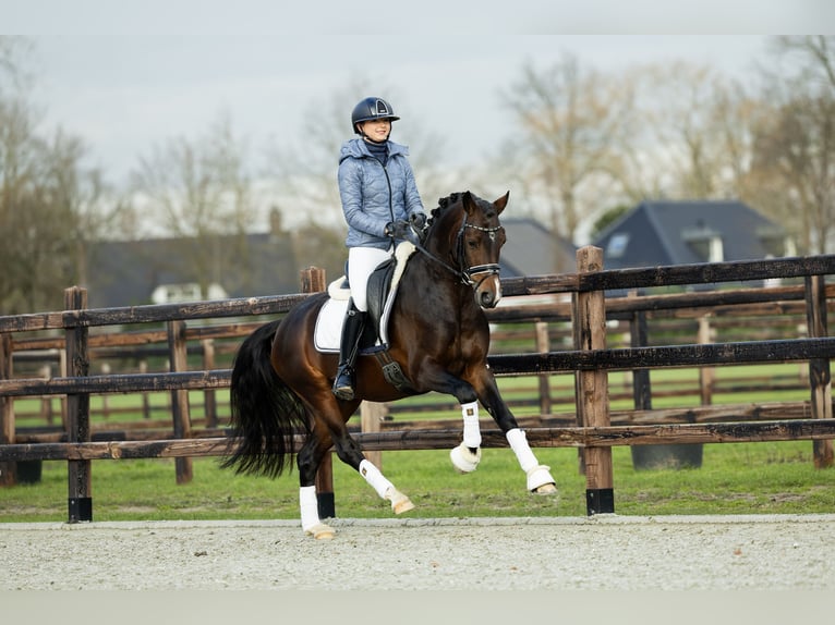 Galés-D Caballo castrado 5 años 146 cm Castaño in Veghel