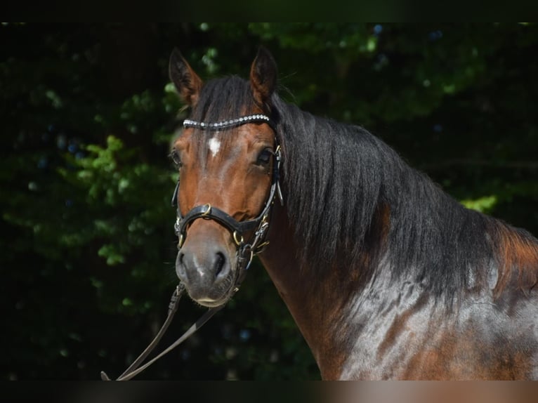 Galés-D Caballo castrado 5 años 147 cm Castaño in Schönborn