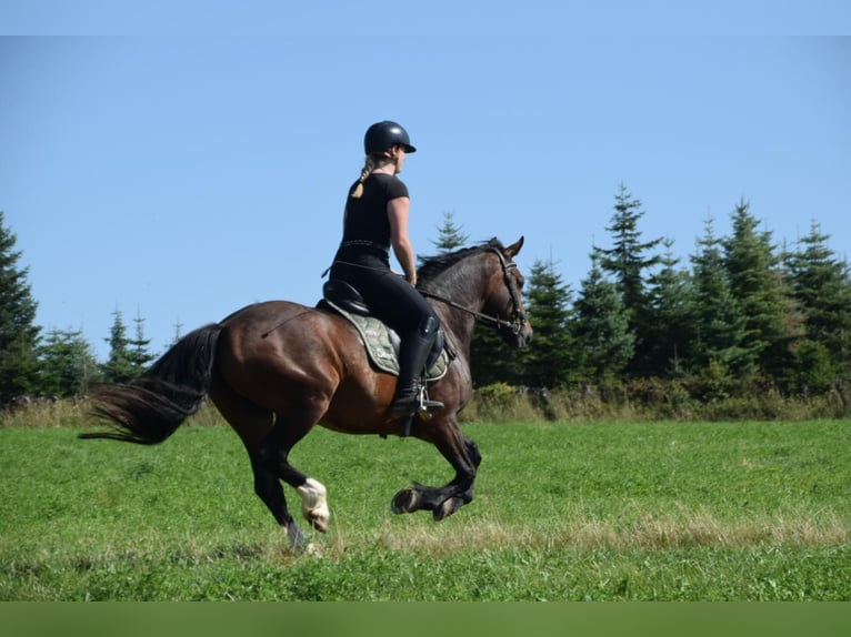 Galés-D Caballo castrado 5 años 147 cm Castaño in Schönborn