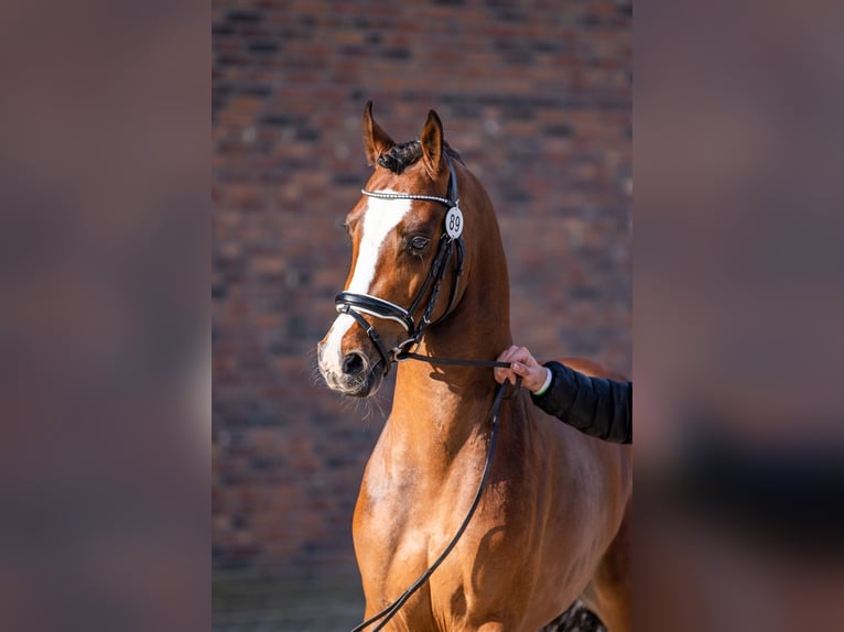 Galés-D Caballo castrado 5 años 148 cm Castaño in Zutphen