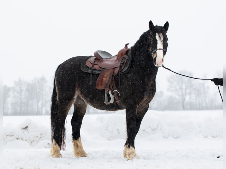 Galés-D Caballo castrado 5 años 148 cm Morcillo in Borken