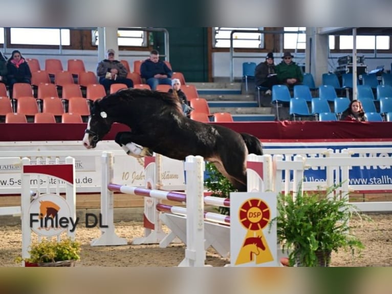 Galés-D Caballo castrado 5 años 148 cm Morcillo in Borken