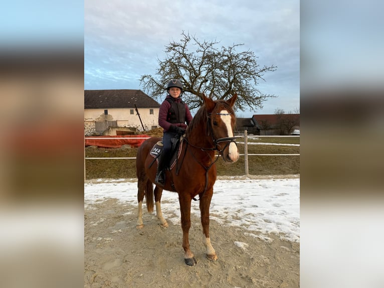 Galés-D Mestizo Caballo castrado 5 años 150 cm Alazán in Traidendorf