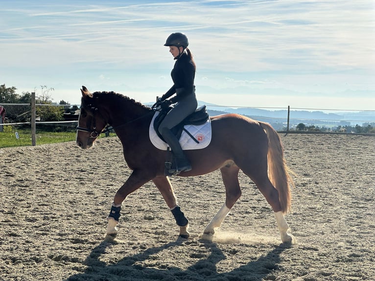 Galés-D Mestizo Caballo castrado 5 años 150 cm Alazán in Traidendorf