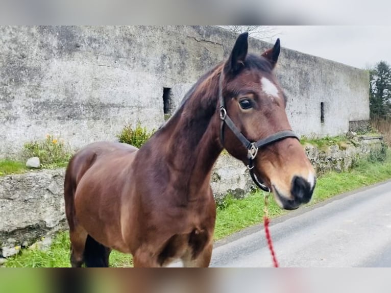 Galés-D Caballo castrado 5 años 155 cm Castaño in Sligo