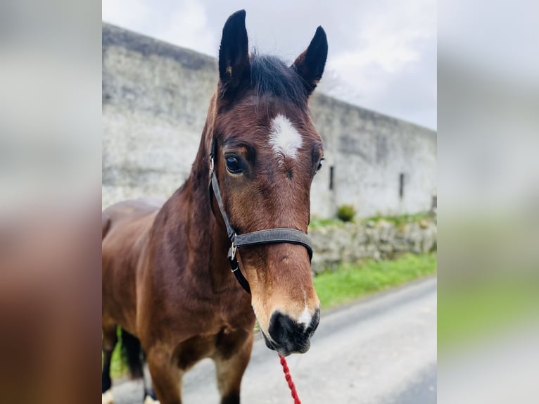 Galés-D Caballo castrado 5 años 155 cm Castaño in Sligo