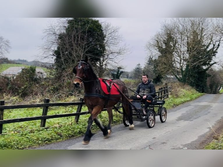 Galés-D Caballo castrado 5 años 155 cm Castaño in Sligo