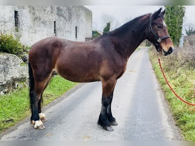 Galés-D Caballo castrado 5 años 155 cm Castaño in Sligo