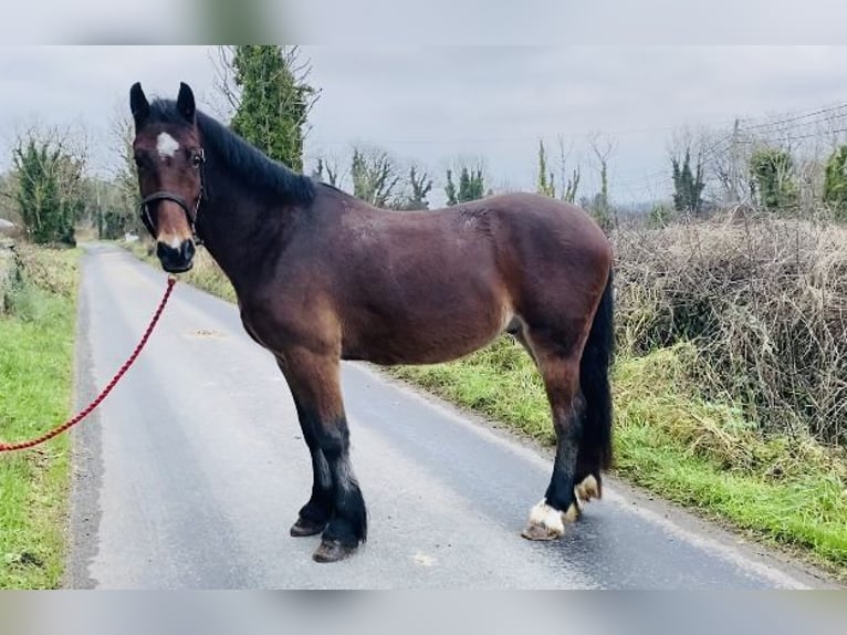 Galés-D Caballo castrado 5 años 155 cm Castaño in Sligo