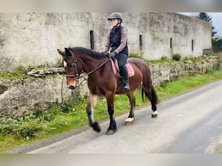 Galés-D Caballo castrado 5 años 155 cm Castaño in Sligo