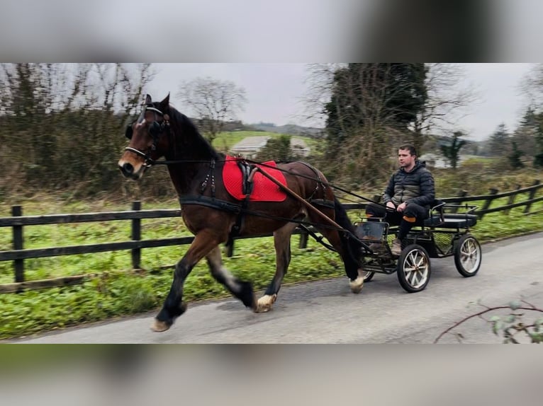 Galés-D Caballo castrado 5 años 155 cm Castaño in Sligo