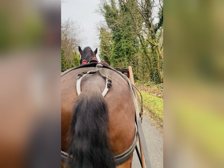 Galés-D Caballo castrado 5 años 155 cm Castaño in Sligo