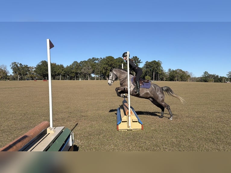 Galés-D Mestizo Caballo castrado 6 años 137 cm Tordo in Ames