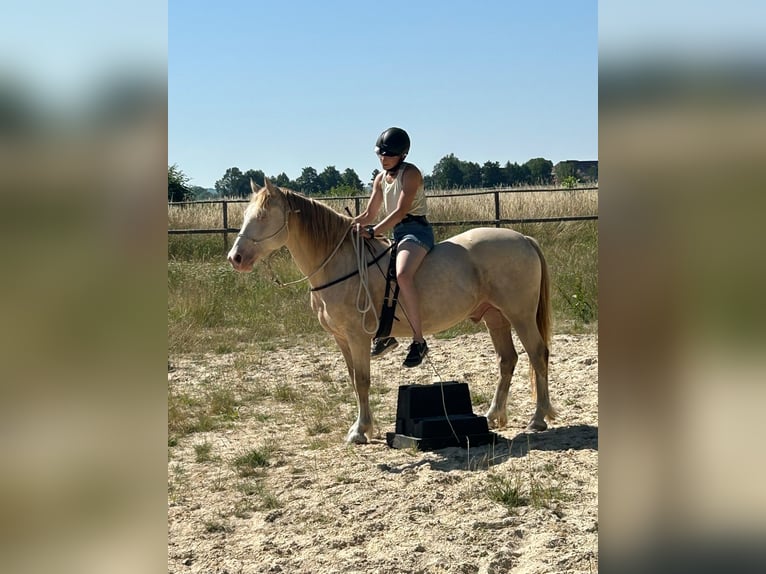 Galés-D Caballo castrado 6 años 144 cm Champán in Butzbach