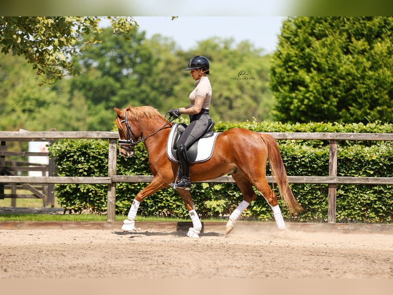 Galés-D Caballo castrado 6 años 145 cm Alazán in Biddinghuizen