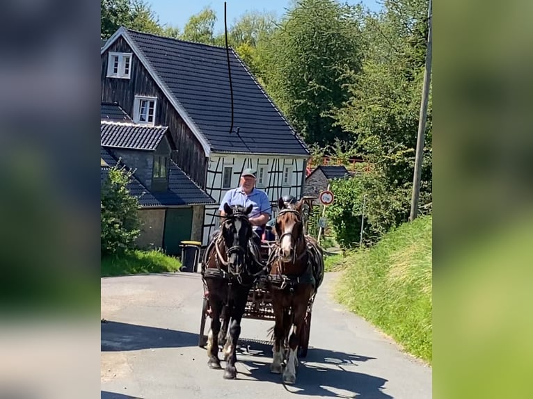 Galés-D Mestizo Caballo castrado 6 años 145 cm Alazán-tostado in Wuppertal