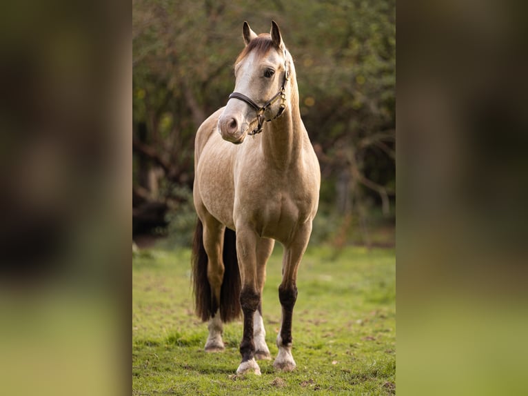 Galés-D Caballo castrado 6 años 146 cm Bayo in Gelsenkirchen