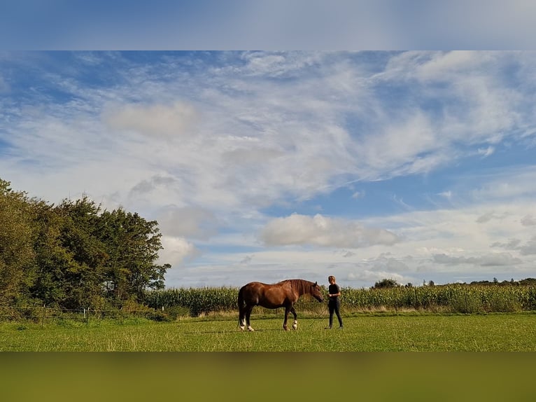 Galés-D Caballo castrado 6 años Alazán in Bredebro