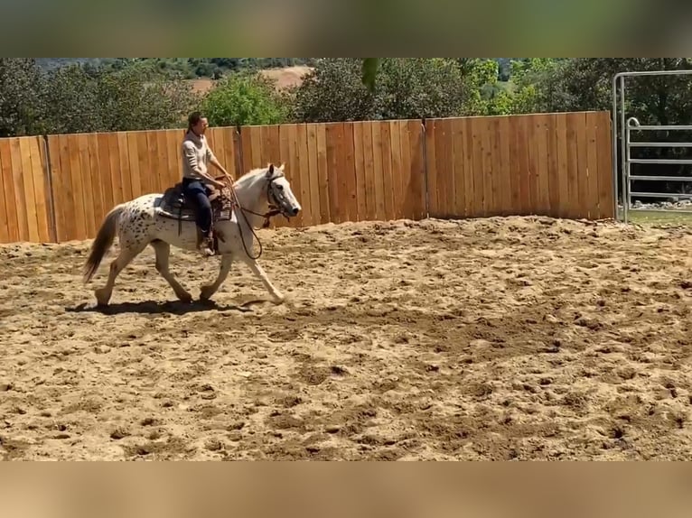 Galés-D Mestizo Caballo castrado 7 años 140 cm in Vierherrenborn