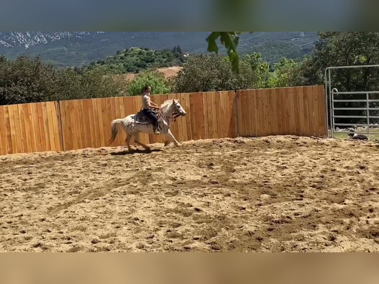 Galés-D Mestizo Caballo castrado 7 años 140 cm in Vierherrenborn