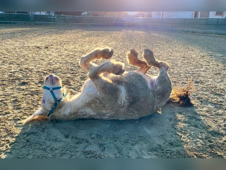 Galés-D Mestizo Caballo castrado 7 años 145 cm Cremello in Niederhasli