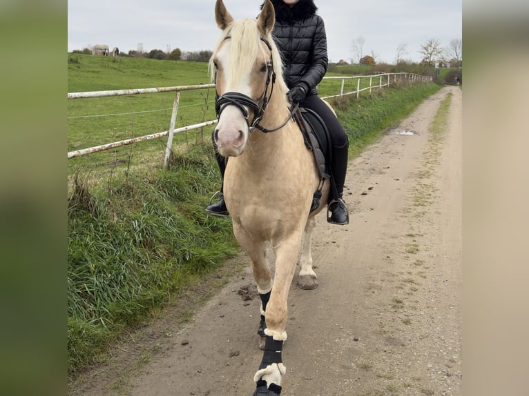 Galés-D Caballo castrado 7 años 150 cm Palomino in Lübeck