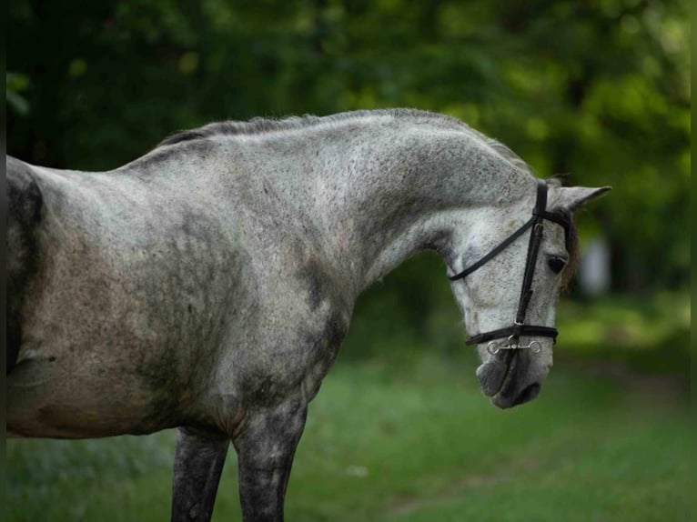 Galés-D Caballo castrado 8 años 142 cm Tordo in Pogeez