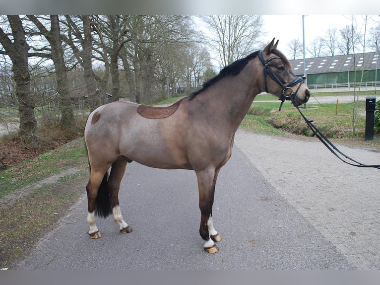 Galés-D Caballo castrado 8 años 148 cm  in Beilen