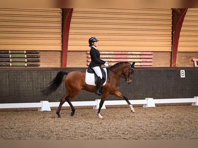 Galés-D Caballo castrado 8 años 148 cm Castaño in Baak gld