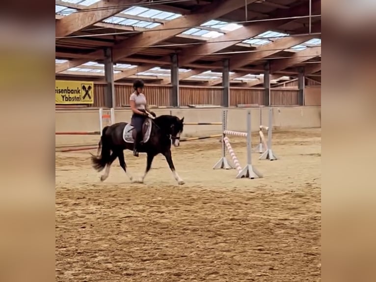 Galés-D Caballo castrado 8 años 148 cm Negro in Amstetten