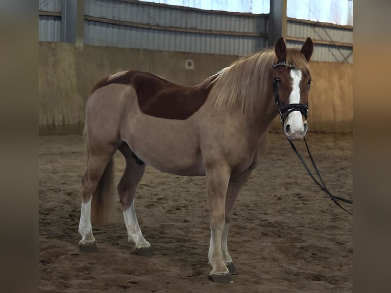 Galés-D Caballo castrado 8 años 150 cm Alazán in Obernkirchen