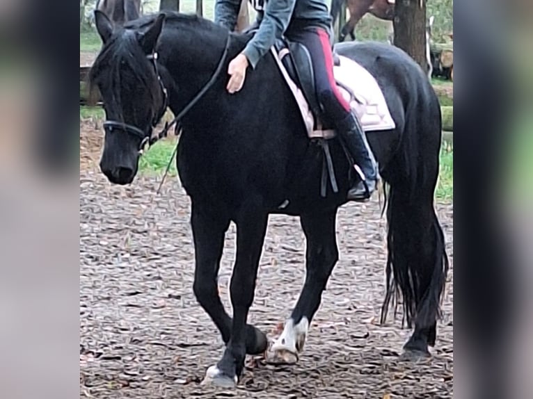 Galés-D Caballo castrado 8 años 155 cm Morcillo in Göttingen