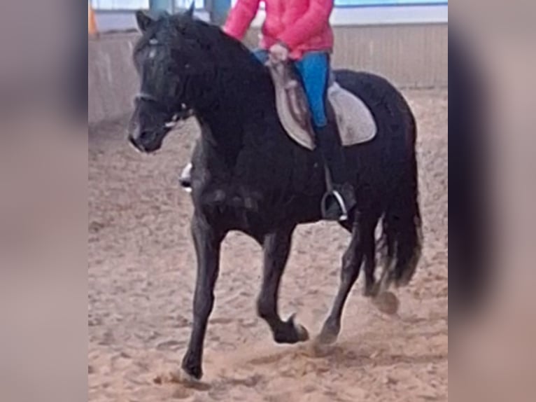 Galés-D Caballo castrado 8 años 155 cm Morcillo in Göttingen