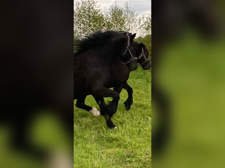 Galés-D Caballo castrado 8 años 155 cm Morcillo in Göttingen