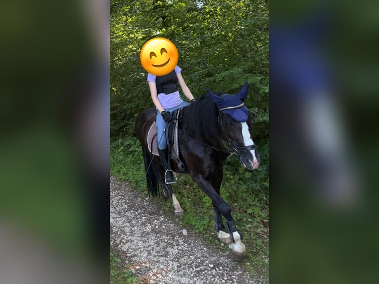 Galés-D Mestizo Caballo castrado 8 años 155 cm Negro in Koblenz