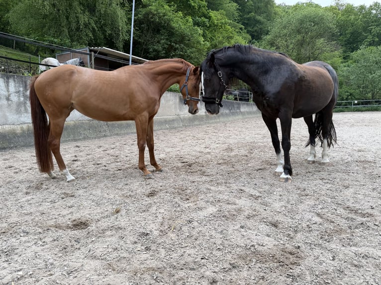 Galés-D Mestizo Caballo castrado 8 años 155 cm Negro in Koblenz