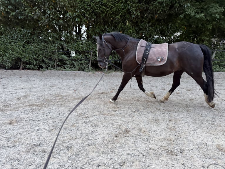 Galés-D Mestizo Caballo castrado 8 años 155 cm Negro in Koblenz