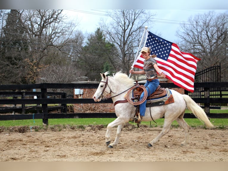 Galés-D Caballo castrado 9 años 137 cm Alazán rojizo in Highland MI