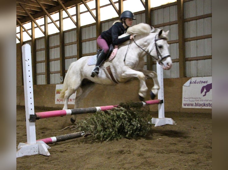 Galés-D Caballo castrado 9 años 137 cm Alazán rojizo in Highland MI