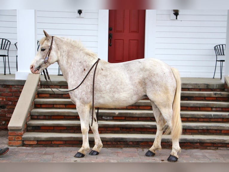 Galés-D Caballo castrado 9 años 137 cm Alazán rojizo in Highland MI