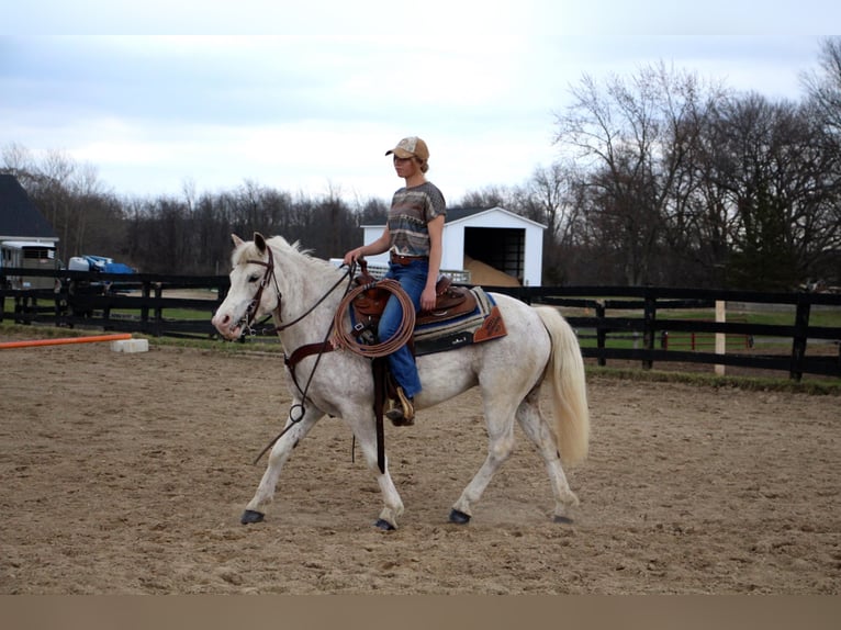 Galés-D Caballo castrado 9 años 137 cm Alazán rojizo in Highland MI